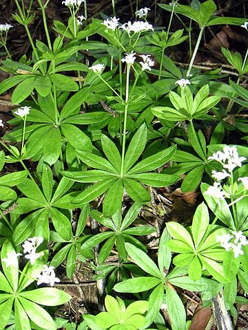 File:Waldmeister.jpg