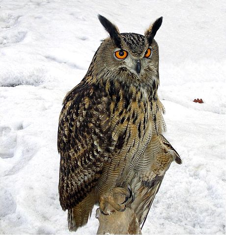 File:Bubo bubo winter 1.jpg