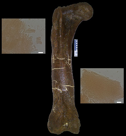 File:Tyrannosaurus peptides.jpg