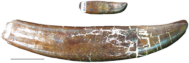 File:B-rex teeth.jpg