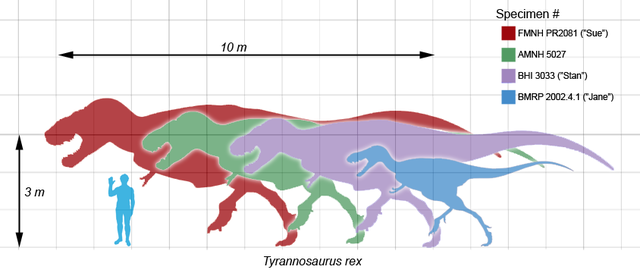 File:Tyrannosaurusscale.png