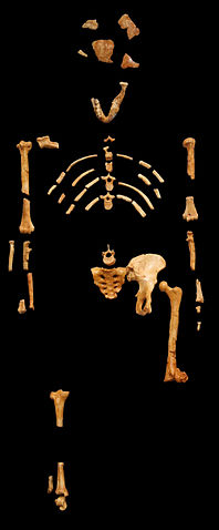 File:Lucy blackbg.jpg
