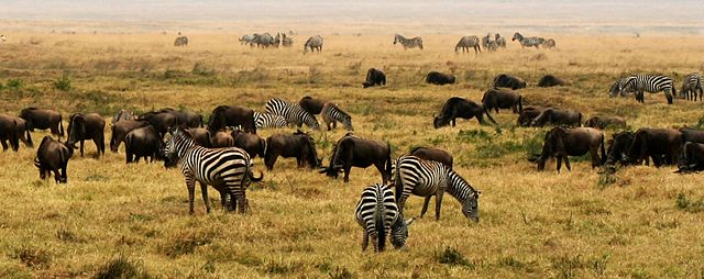 File:NgoroNgoro Crater, Tanzania, Africa.jpg