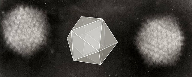 File:Icosahedral Adenoviruses.jpg
