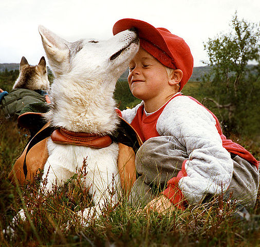 File:Siberian Husky pho .jpg