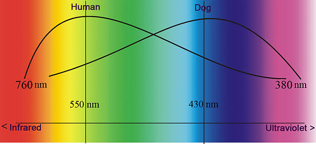File:Auge Hund Diagramm engl.jpg
