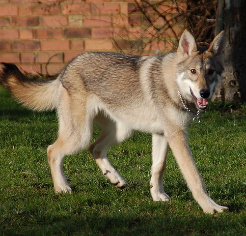 File:Timba+1.jpg