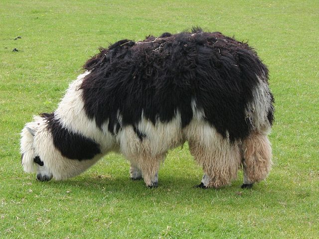 File:Unshorn alpaca grazing.jpg