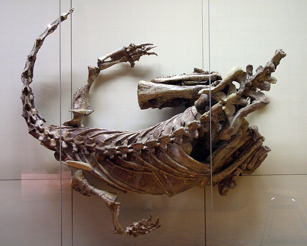 File:Plateosaurus SMNS F33.jpg