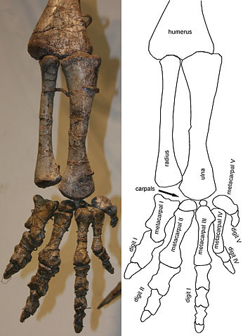 File:Plateosaurus arm and hand.jpg