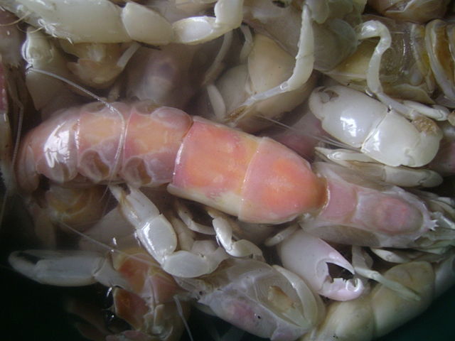 File:Mbea tow&eacute; ( crevette).jpg