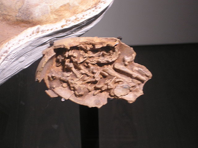 File:Dino eggP9240092.JPG
