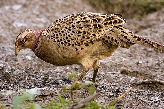 File:Phasianus colchicus -Rutland Water -female-8.jpg