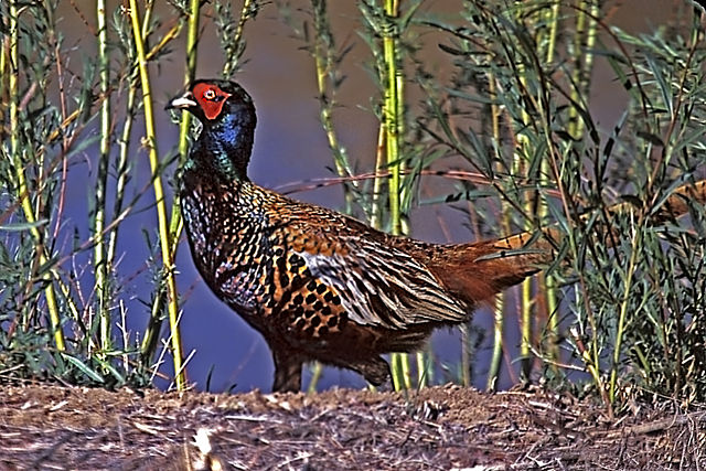 File:Ring-necked Pheasant.jpg
