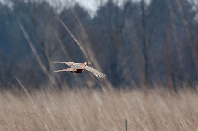 File:Pheasant 3858.jpg