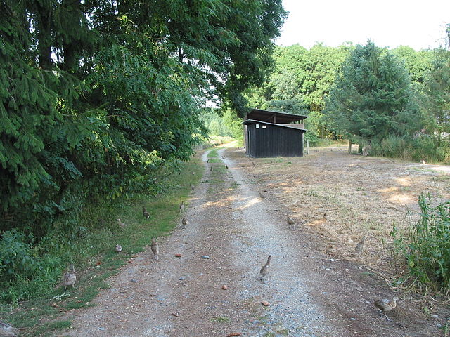 File:Pheasant in Litovelske Pomoravi.jpg