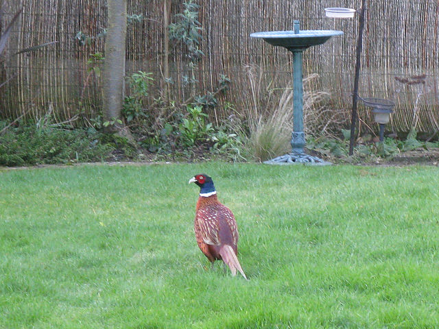 File:Phasianus colchicus garden 2008 (Matthew Oakley).jpg