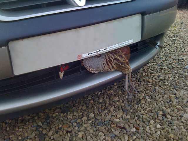 File:PheasantImpact2.jpg