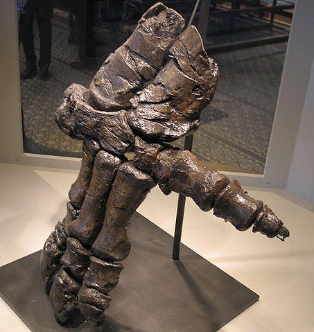 File:Hand of an Iguanodon 28-12-2007 15-22-03.jpg