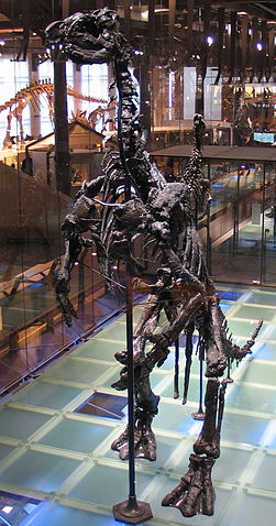 File:Iguanodon 28-12-2007 14-18-33.jpg
