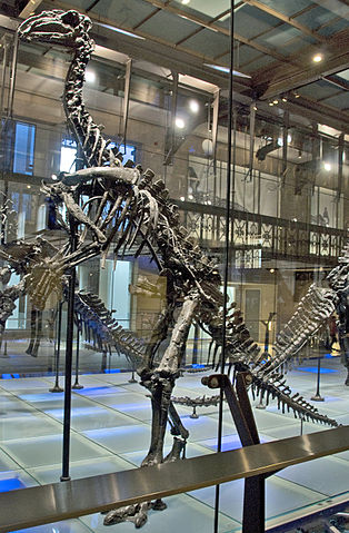 File:Dollodon.jpg