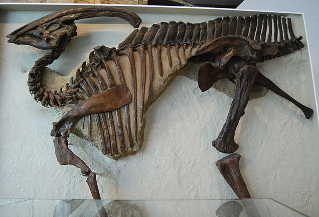 File:Parasaurolophus walkeri.jpg