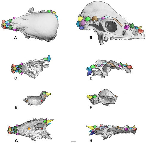 File:Pachycephalosaurus ontogeny.png