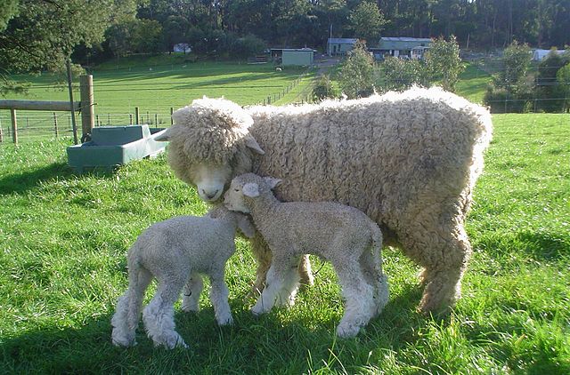 File:Romney Ewe and Lamb.jpg