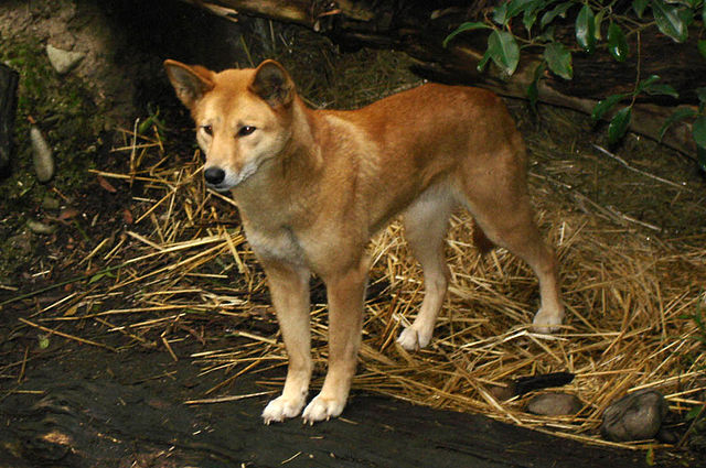 File:Dingo2.jpg