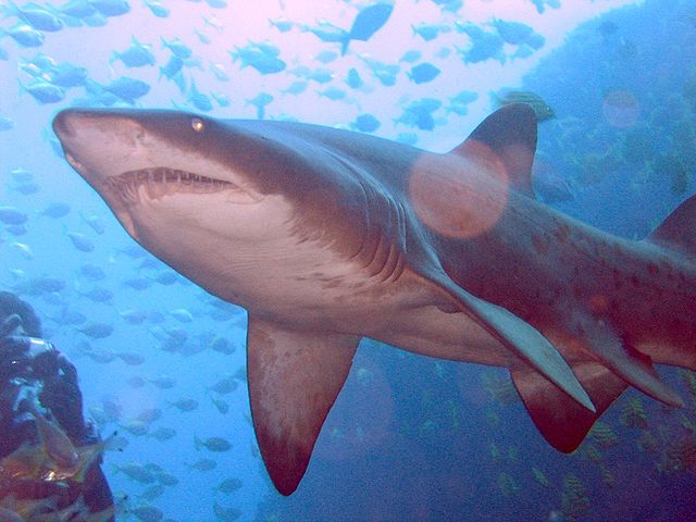 File:Grey Nurse Shark at Fish Rock Cave, NSW.jpg