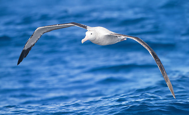 File:Diomedea exulans in flight - SE Tasmania.jpg