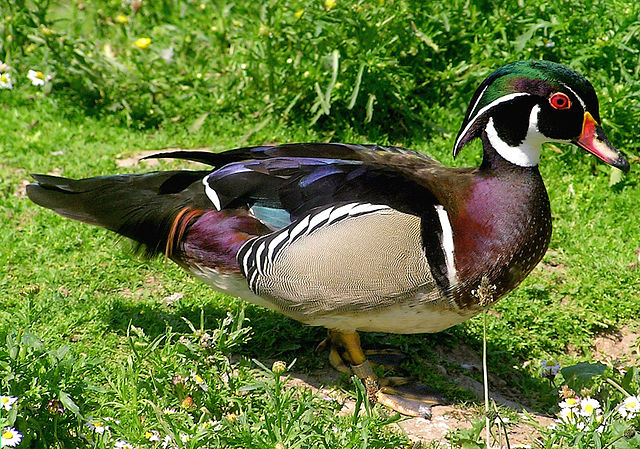 File:Wood.duck.arp.jpg