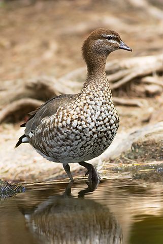 File:Chenonetta jubata female 2.jpg