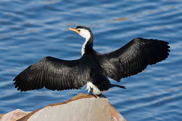File:Microcarbo melanoleucos Austins Ferry 3.jpg