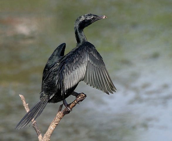 File:Little Cormorant (Phalacrocorax niger) in Hyderabad W IMG 8389.jpg