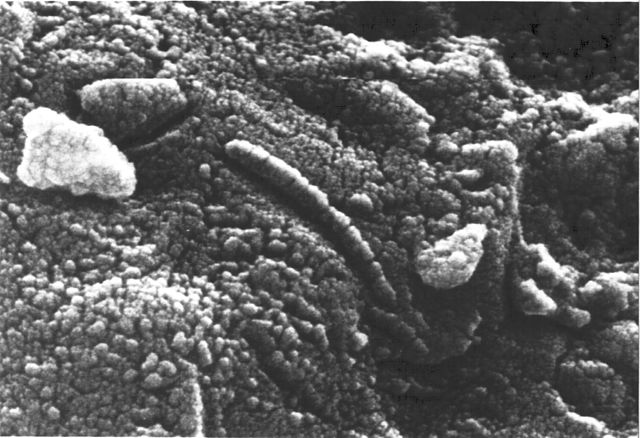File:ALH84001 structures.jpg