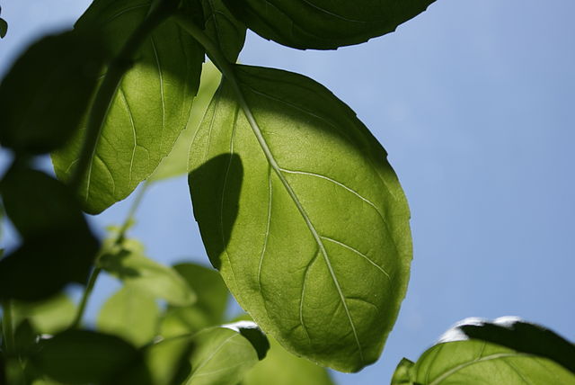 File:Basil-PWittal.JPG