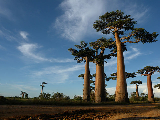 File:All&eacute;e des Baobabs near Morondava, Madagascar.jpg