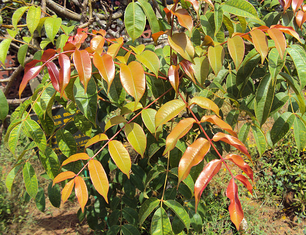 File:Spondias pinnata.jpg