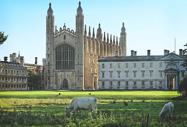 File:Cows and Kings.jpg