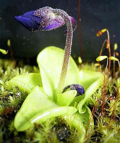 File:504px-Pinguiculagrandiflora1web.jpg