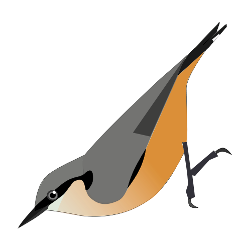 File:SittaKashimirensis.svg