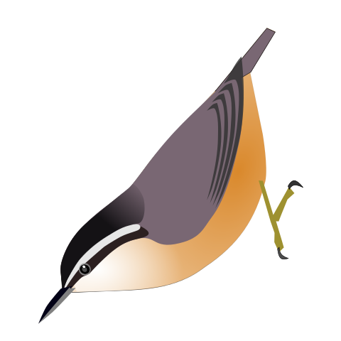 File:SittaVillosa.svg