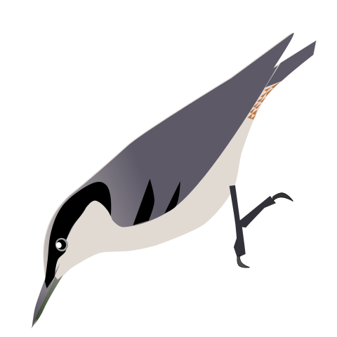 File:SittaMagna.svg