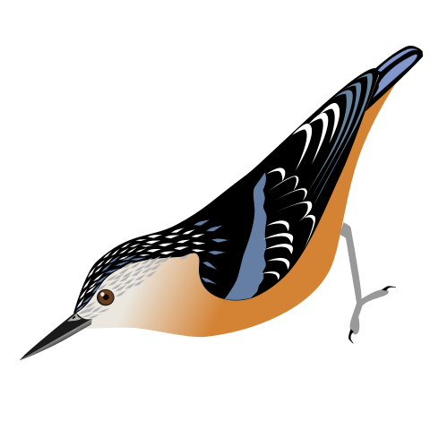 File:SittaFormosa.svg