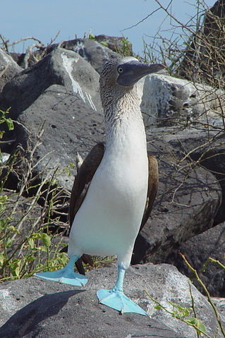 File:Blue-footed Booby (Sula nebouxii) -one leg raised.jpg