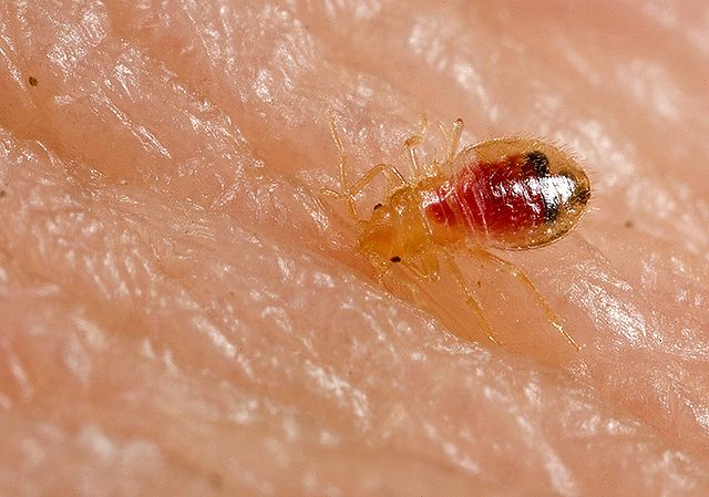 File:Bed bug nymph, Cimex lectularius.jpg