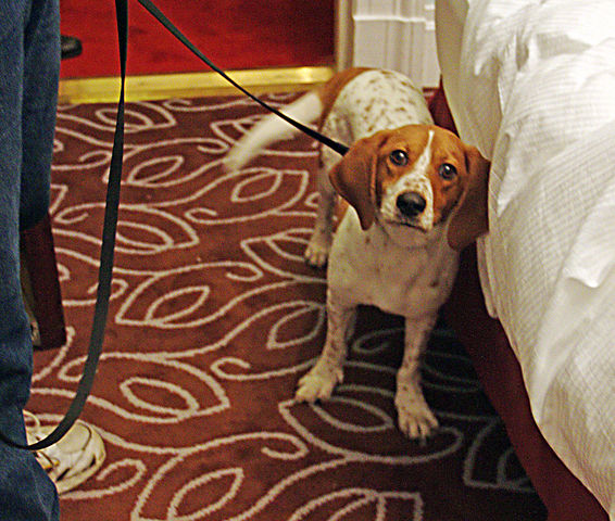 File:BedbugSniffingDog.jpg