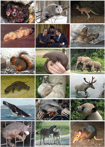File:Mammal Diversity 2011.png