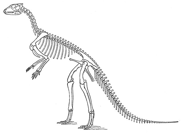 File:Hypsilophodon foxii.jpg